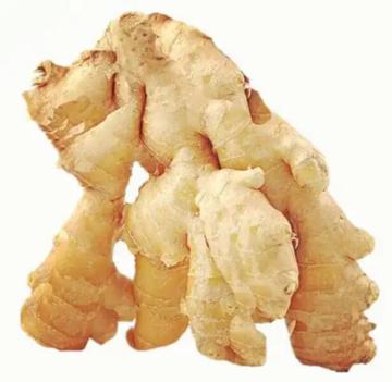 Premium Washed Fresh Ginger