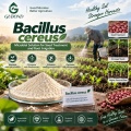 مسحوق Bacillus cereus الميكروبي للزراعة وتربية الأحياء المائية