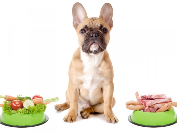 dog food for diabetic dogs dog food for diabetic dogs