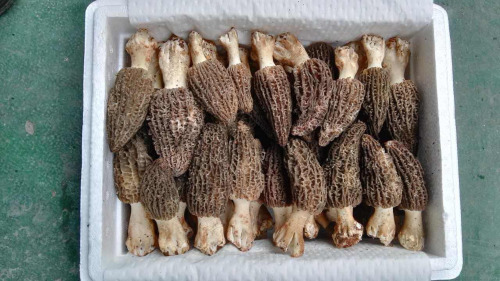 2016 Wild Fresh Morel Mushrooms New Season