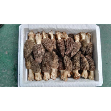 2016 Wild Fresh Morel Mushrooms New Season