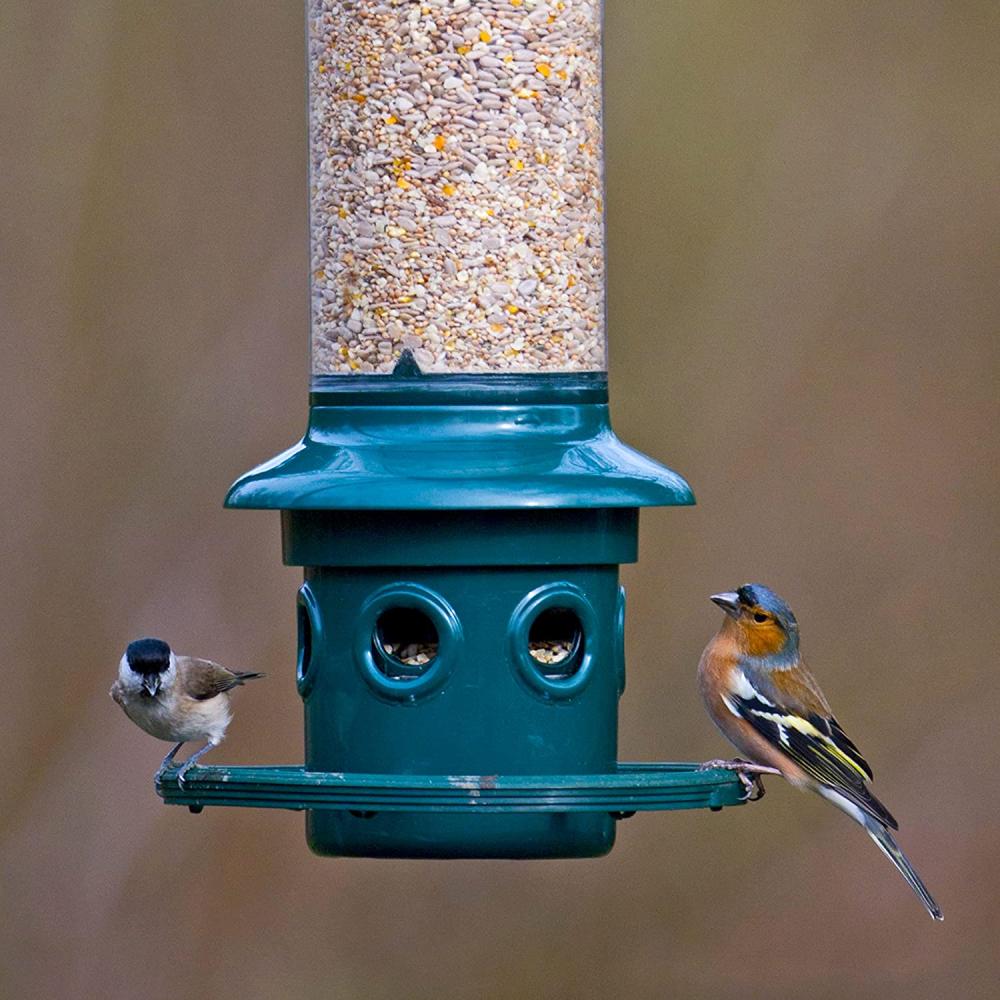 Eichhörnchen Buster plus Eichhörnchen -Proof -Vogelhäuschen