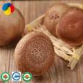 Troncos de criação de cogumelo Shiitake de alto rendimento