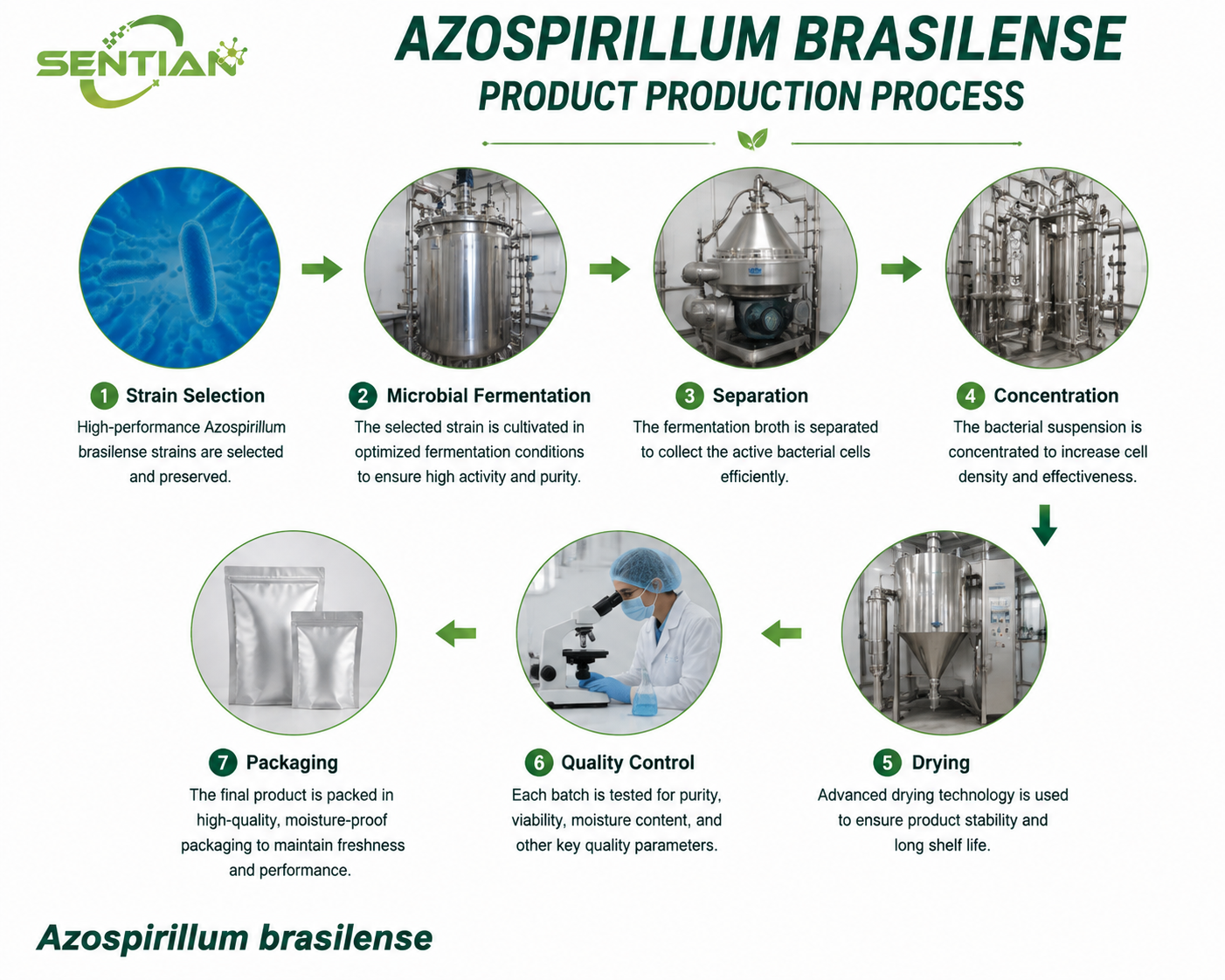 Azospirillum brasilense（1）
