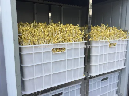 Automatic Bean Sprout Machine/Soybean Sprout Machine/Mung bean Sprout Machine