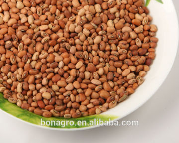 new crop Chinese Dried pink cowpea seeds