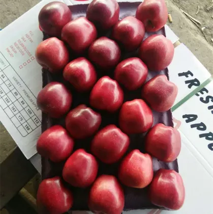 natural red star apple sweet red apple round apple with thin skin