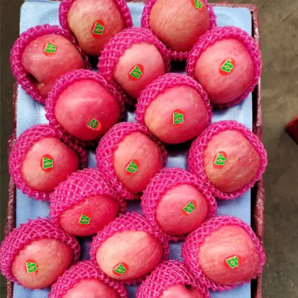 Qia Xia Paper Bagged Fuji Apples