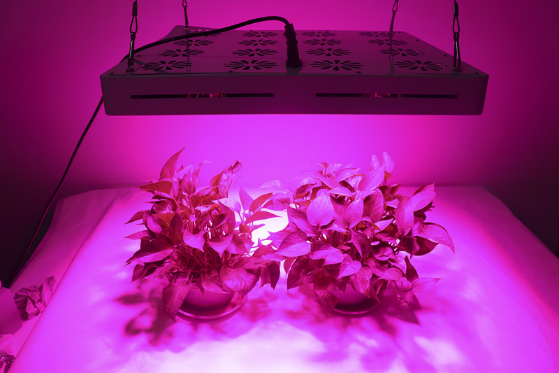 3200W led grow lights vs sunlight