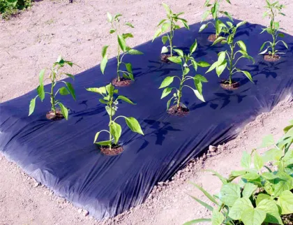 Agriculture polyethlene film for asparagus planting