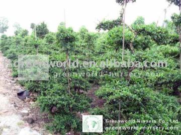 Carmona Microphylla bonsai trees