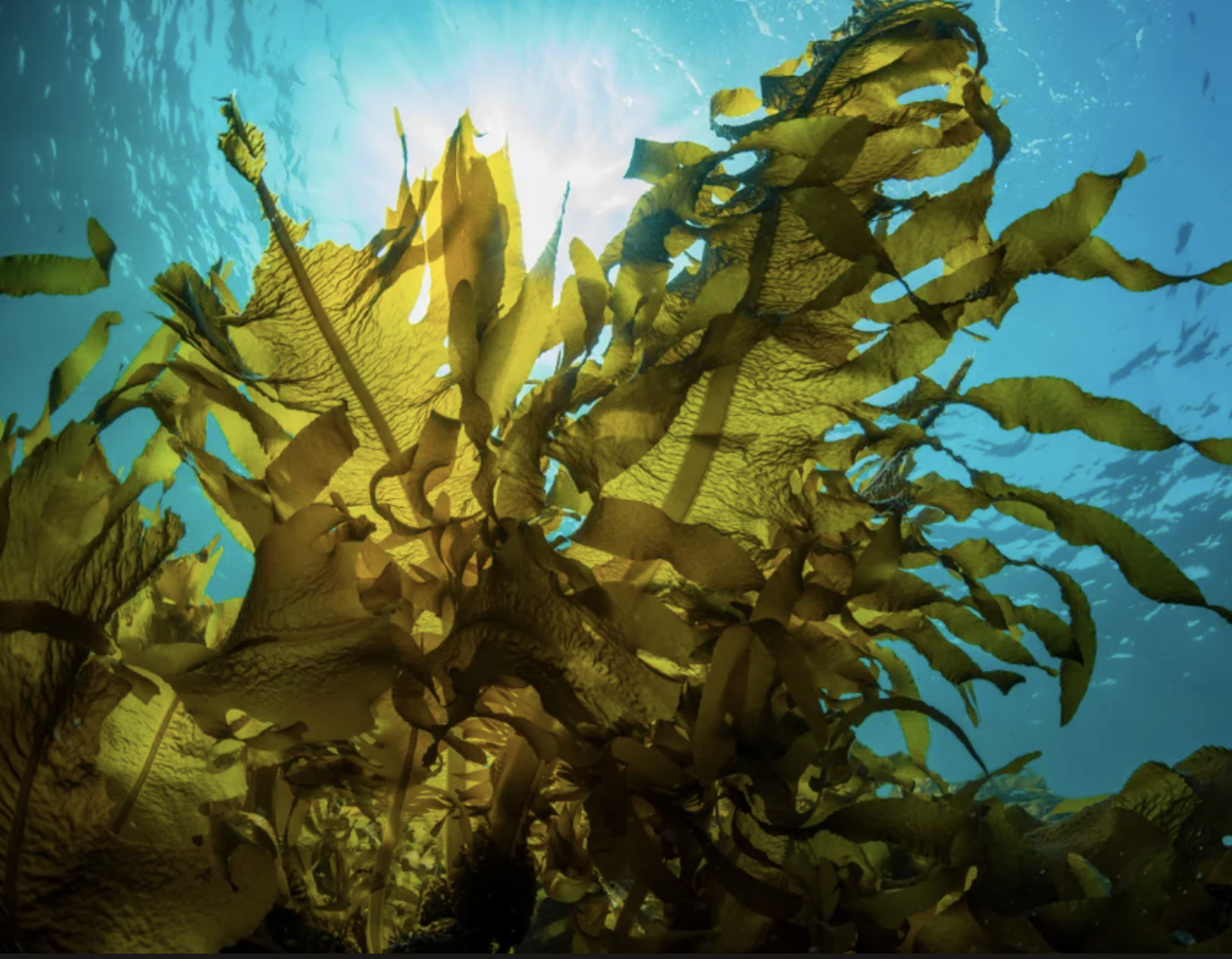 Seaweed Derived Biostimulant