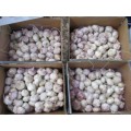 Buy High Quality Normal White Garlic 2020