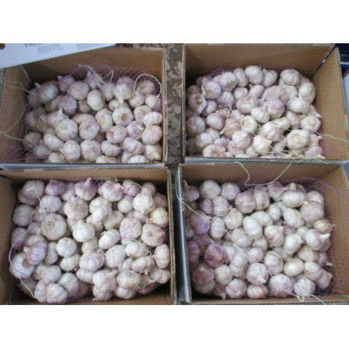 Buy High Quality Normal White Garlic 2020