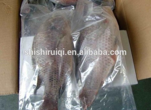 Whole round frozen black tilapia for human consumption 300-500g