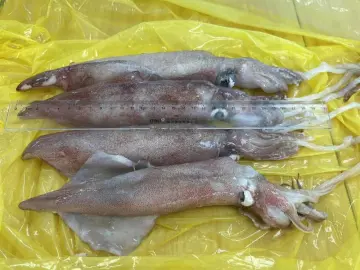 Frozen Loligo Squid Ship Freezing 18-22cm