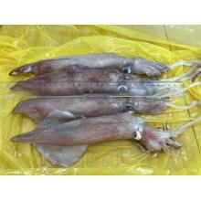 Frozen Loligo Squid Ship Freezing 18-22cm