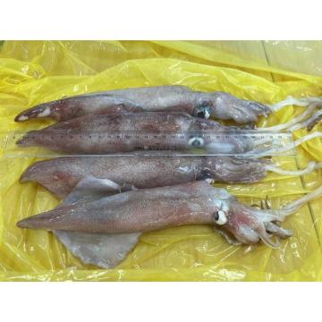 냉동 Loligo Squid Ship 얼어 붙은 18-22cm