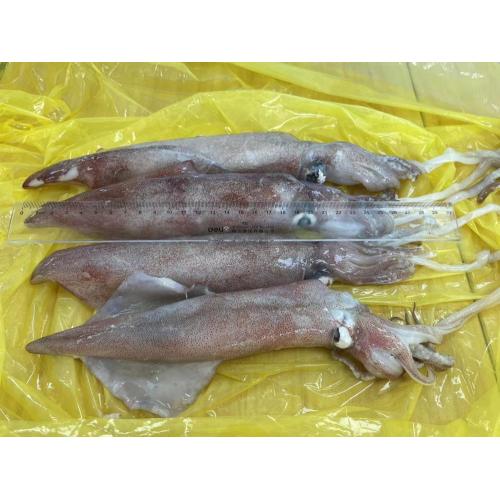 Frozen Loligo Squid Uroteuthis Chinensis Frozen Loligo Squid Ship Freezing 18-22cm Supplier