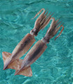 凍結生のトダロードPacificus squid