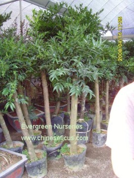 podocarpus nagi