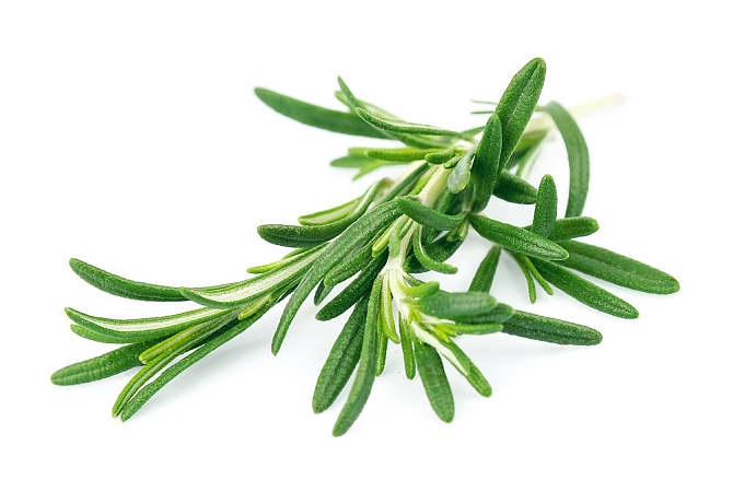 Rosemary Leaf