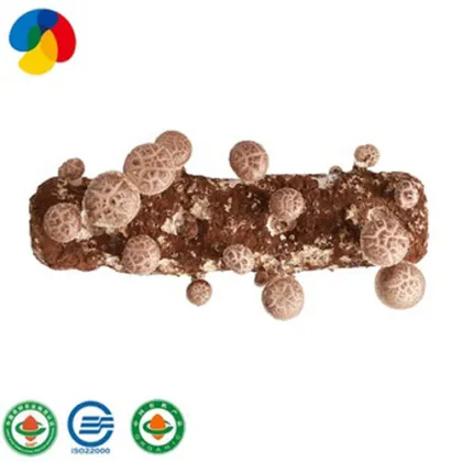 Culture of Lentinus edodes with ultra-high nutritional value