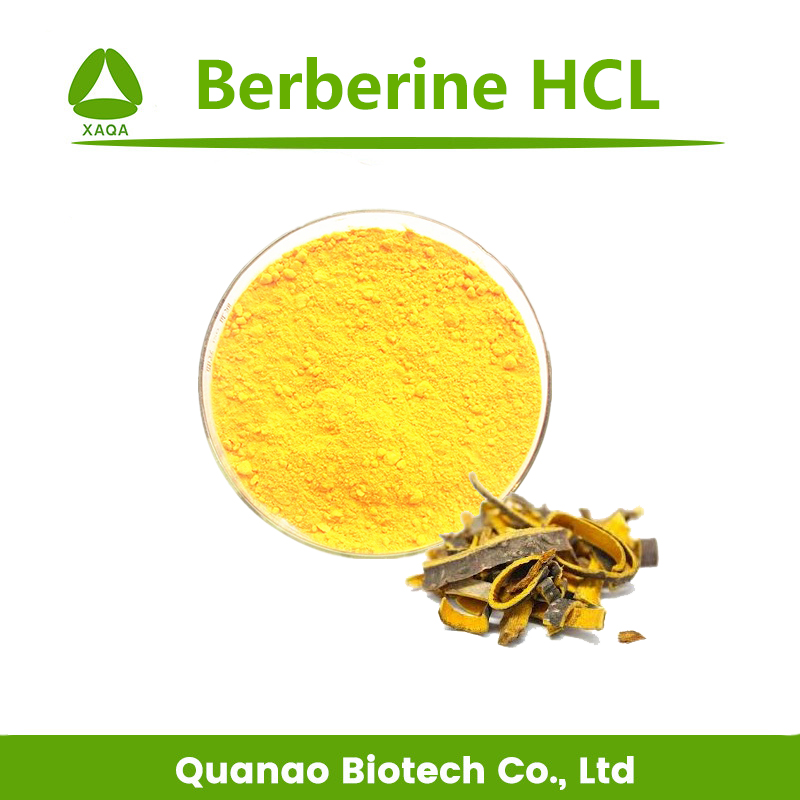 Cortex Phellodendri Extract Berberine HCL Powder 97% Price