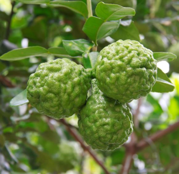 Minyak Aromaterapi Minyak Esensial Bergamot