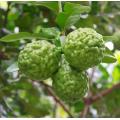 Bergamot Mafuta muhimu ya mafuta aromatherapy