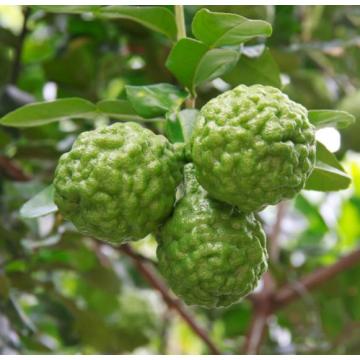 Aceite de aromaterapia de aceite esencial de Bergamot