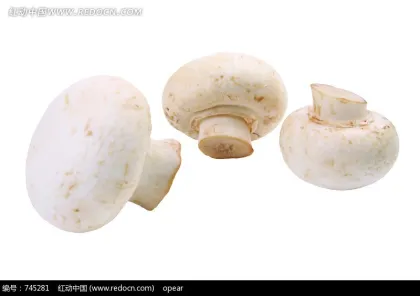 Fresh Delicate Champignon Mushroom