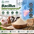 مسحوق بروبيوتيك Bacillus Laterosporus