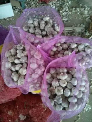 Fresh Garlic to Sri lanka