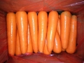 Cenouras frescas por atacado com padrão de exportação