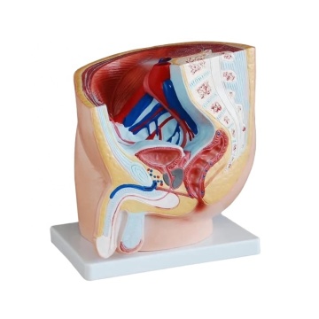 SAGITTAL SECTION MODION MALATE MODION ANATOMIQUE POUR LA SCIENCE MÉDICALE DARHMMY