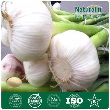 (GMP ) Garlic Powder Extracts 1% Allicin