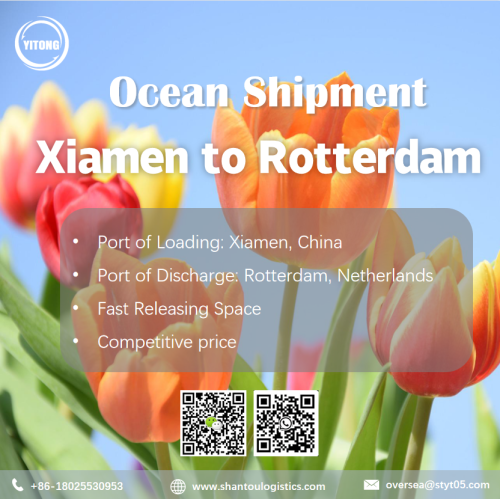 Ocean Freight van Xiamen naar Rotterdam