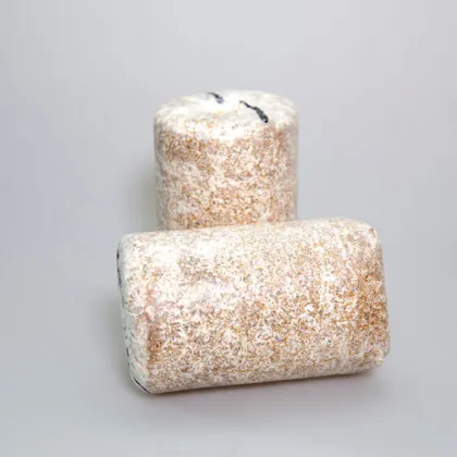 The World's Top Quality Oyster Mushroom Culture