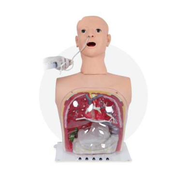 Multifunctional Transparent Gastric Lavage Model