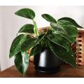 Garden decoration Medium Pots for Indoor Plant Supplier