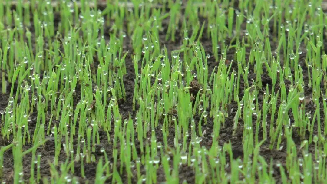 Rice seedling stage Rice seedling stage