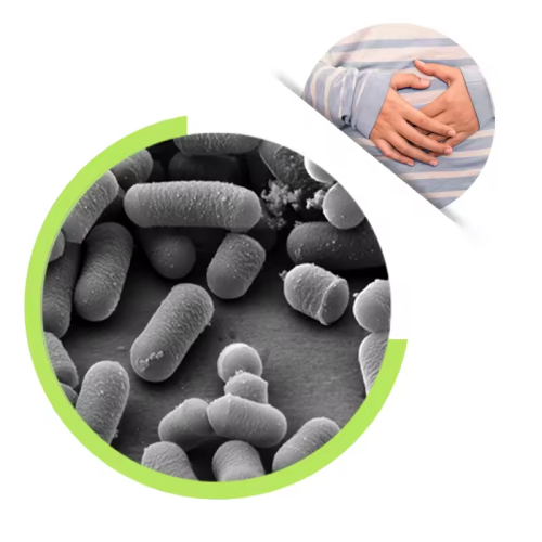 Probiotics Powder Lactobacillus plantarum