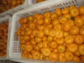 Nanfeng Fresh Baby mandarin