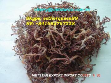 Dried Eucheuma Cotonii Seaweed / Spinosum Seaweed