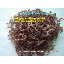 Dried Eucheuma Cotonii Seaweed / Spinosum Seaweed