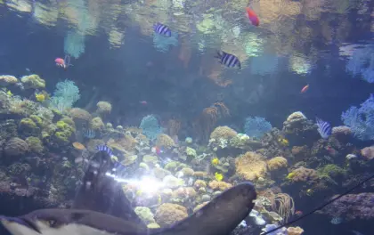 Marineland Led Fish Aquarium Light Can be Customized