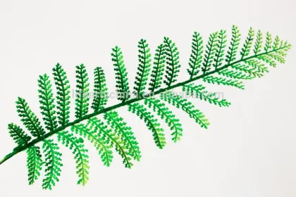 leaf #1 , leaf spring, green leaf, gold leaf, parts for green wall, leaf plant for decoration