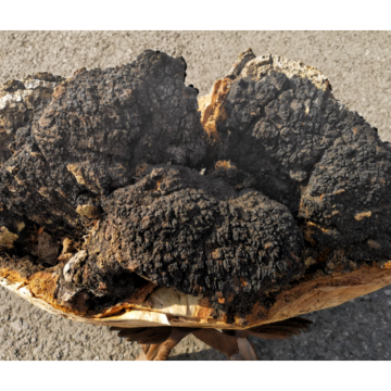 Chaga Extract Powder Chaga Mushroom Inonotus Obliquus Extract