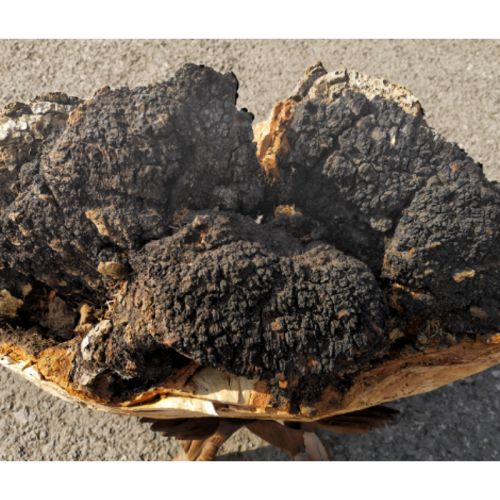 Chaga Extract Powder Chaga Mushroom Inonotus Obliquus Extract